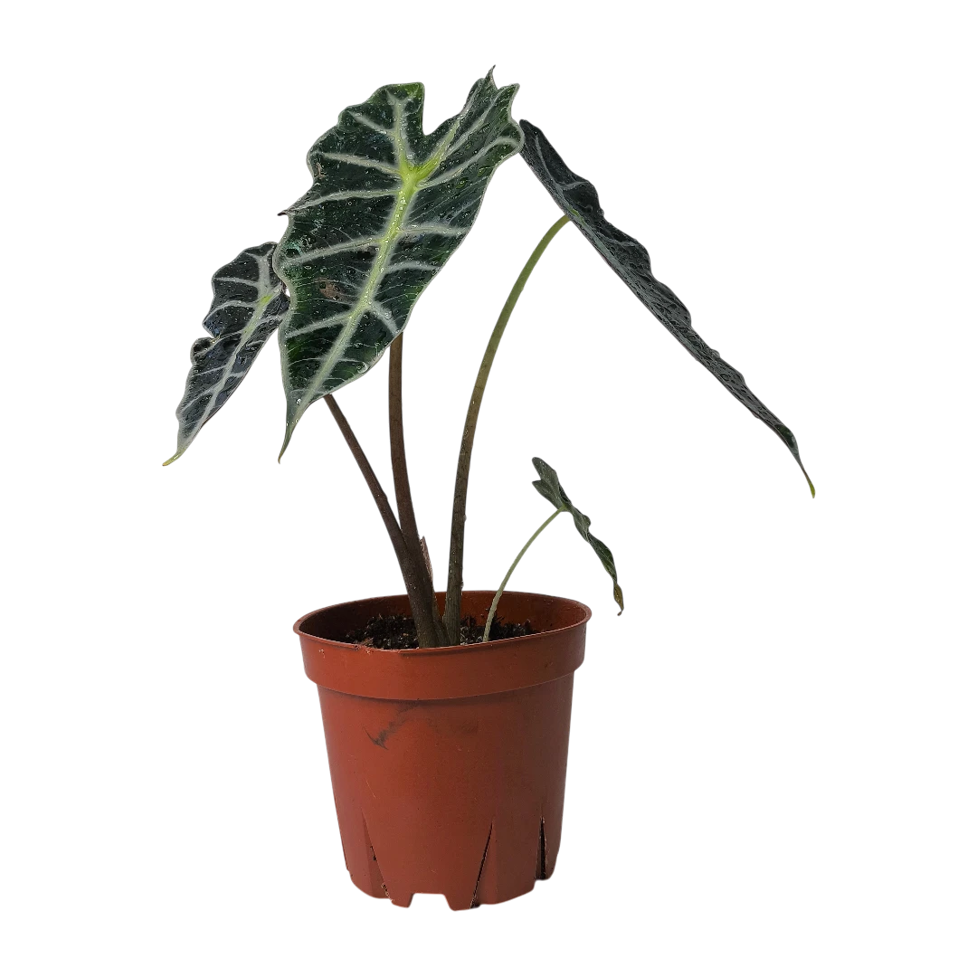 Алоказия Полли / Alocasia amazonica Polly купить