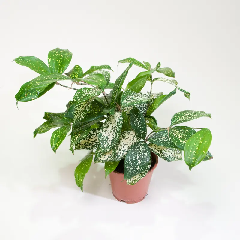 Драцена Суркулоза Флорида Бьюти / Dracaena surculosa Florida Beauty купить
