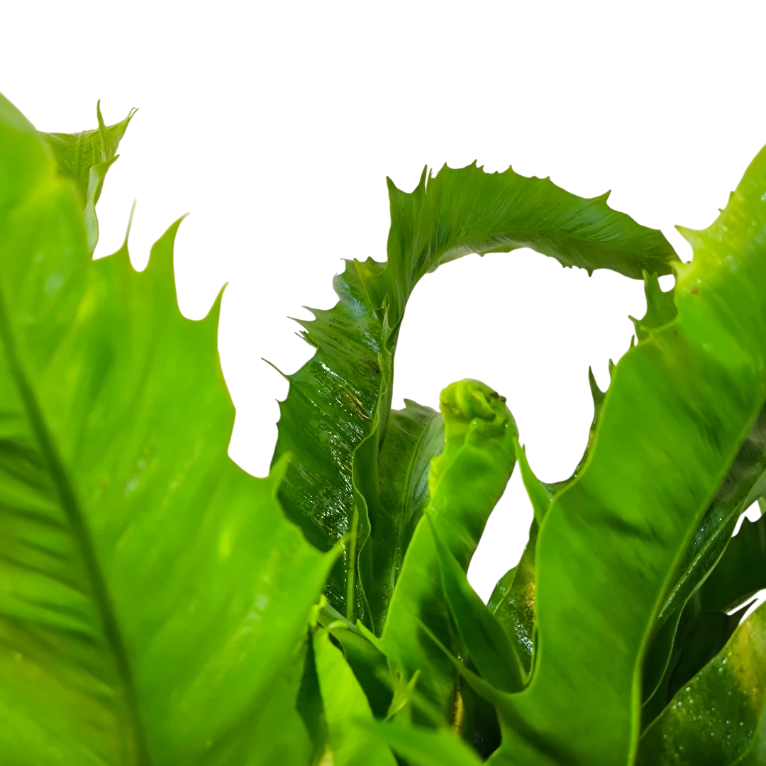 Асплениум Венера / Asplenium Nidus Venus купить