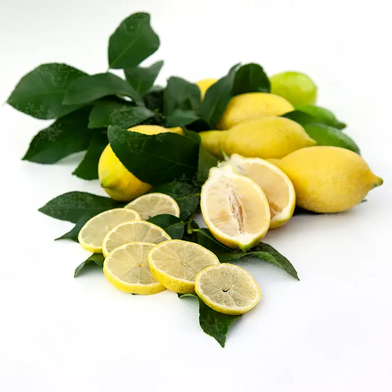 Лимон Лунарио / Lemon Lunario — цитрусовое растение, детальное фото
