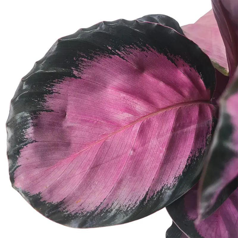Калатея Вича пурпурно-розовая / Calathea veitchiana купить