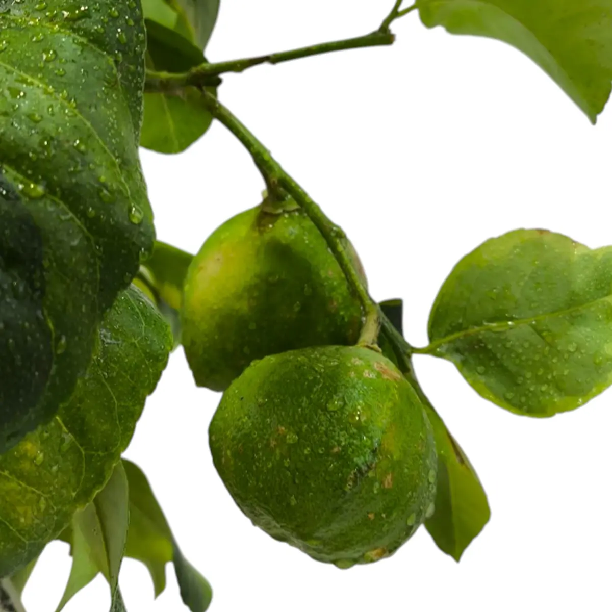 Цитрон вариегатный / Citrus medica variegatis — цитрусовое растение, детальное фото

