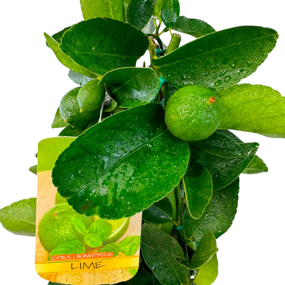 Лайм Таити на шпалере / Lime Tahitian — цитрусовое растение, детальное фото
