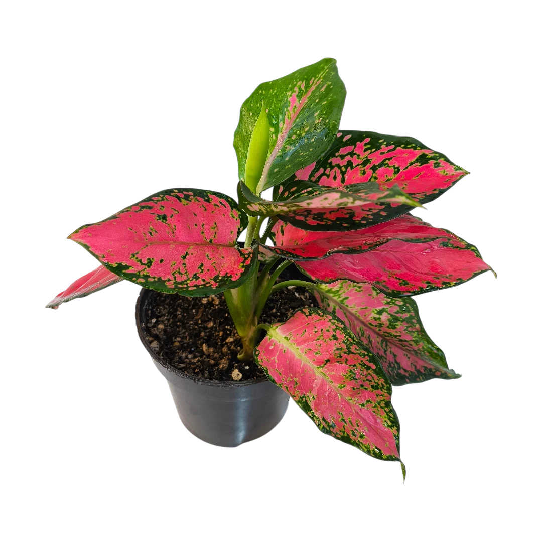 Аглаонема Фулл Ред/ Aglaonema Full Red купить