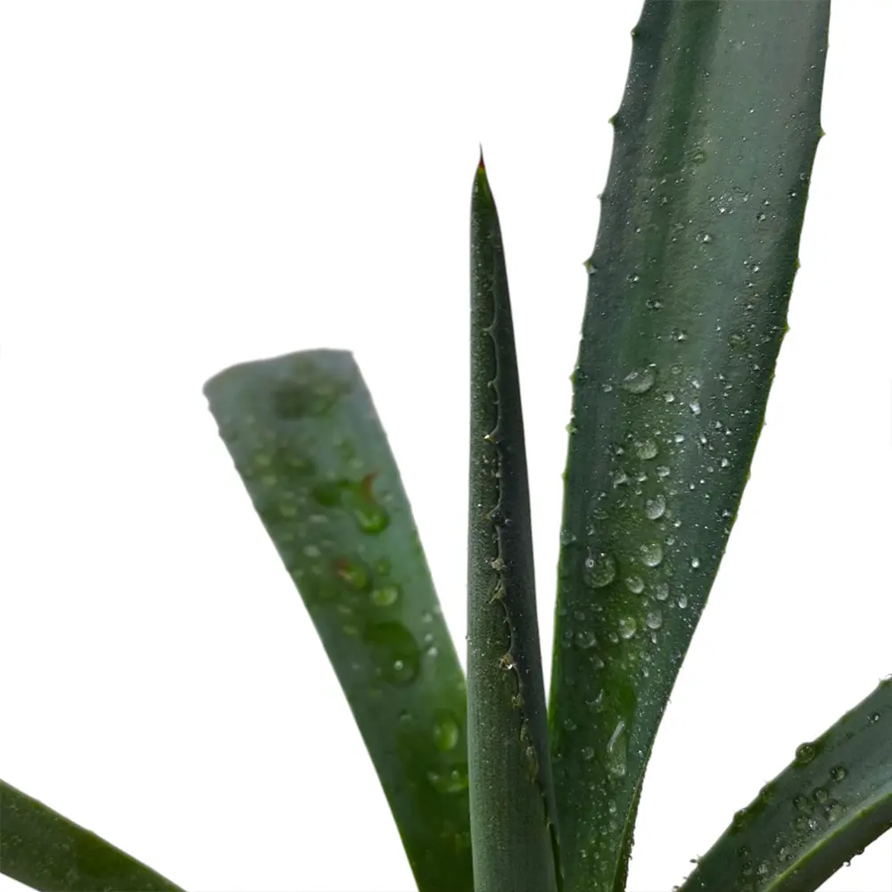 Алоэ Хелен / Aloe helenae купить