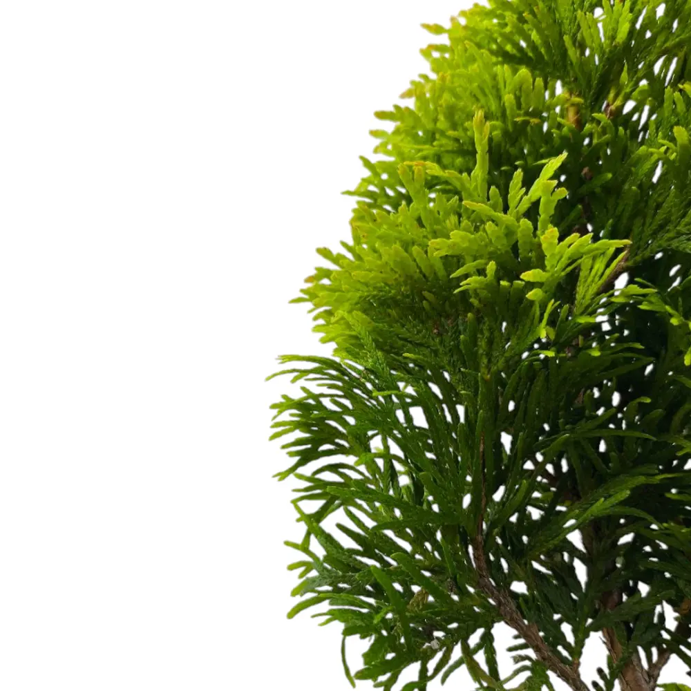 Туя Янтарь / Thuja Gold Jantar купить