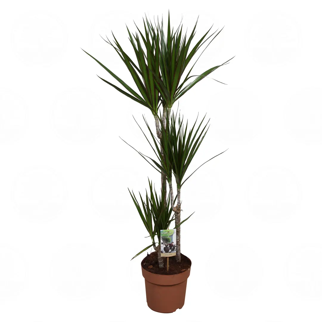 Драцена "Маргината" / Dracaena marginata купить