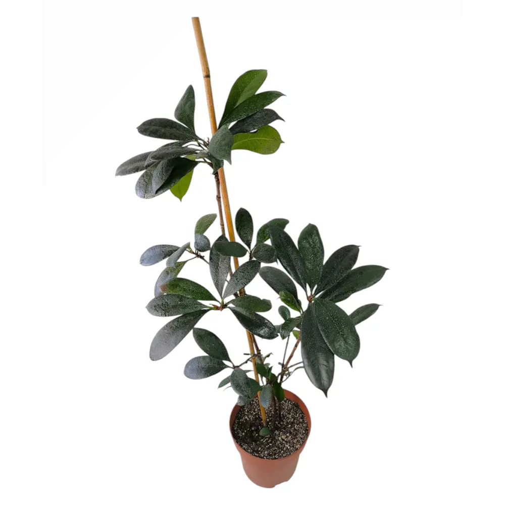 Фикус циатистипула / Ficus Cyathistipula купить