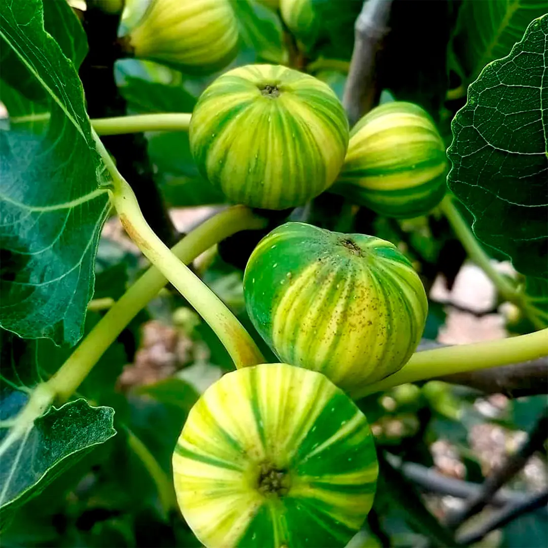 Инжир Паначе вариегатный / Ficus Carica Panache