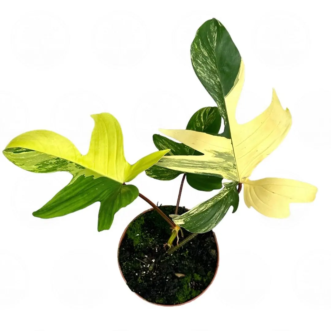 Филодендрон FLORIDA BEAUTY VARIEGATA купить