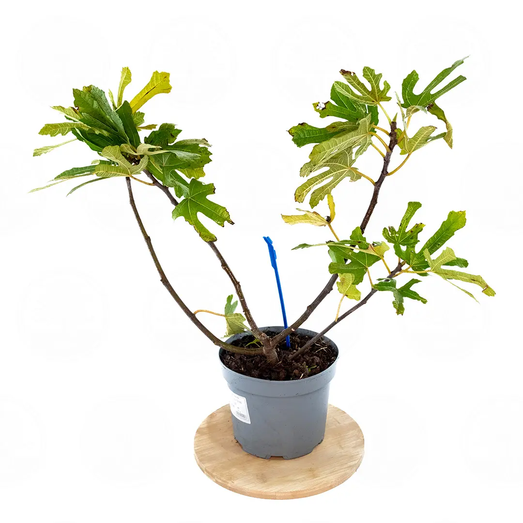 Инжир Литл Мисс Фиджи / Ficus Carica Little Miss Figgy