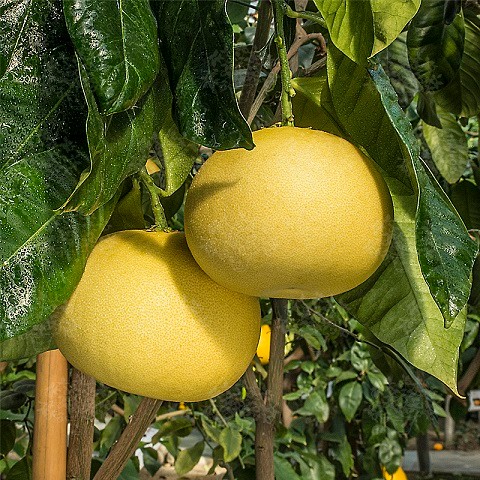 Помело Као Пан / Pomelo Kao Pan — цитрусовое растение, детальное фото
