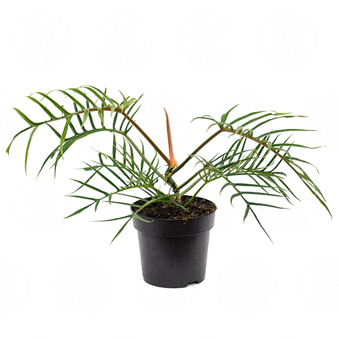 Филодендрон polypodioides купить