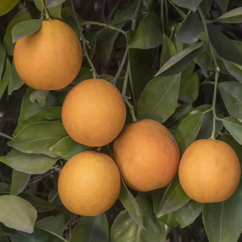 Апельсин Салустиана / Orange Salustiana — цитрусовое растение, детальное фото
