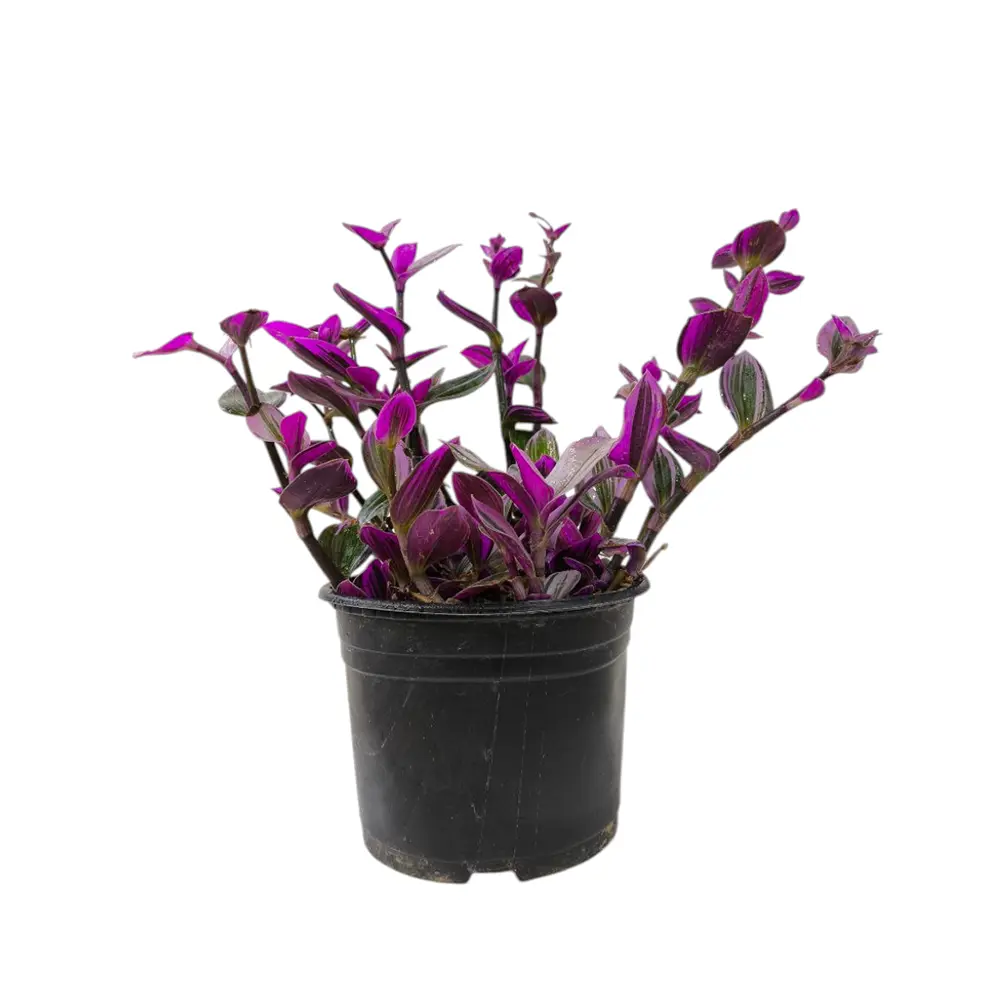 Традесканция Нанук/ Tradescantia Nanouk купить