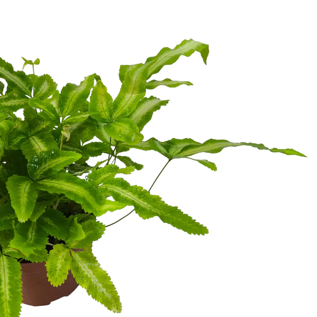 Птерис кретика Альболинеата / Pteris cretica Albolineata купить