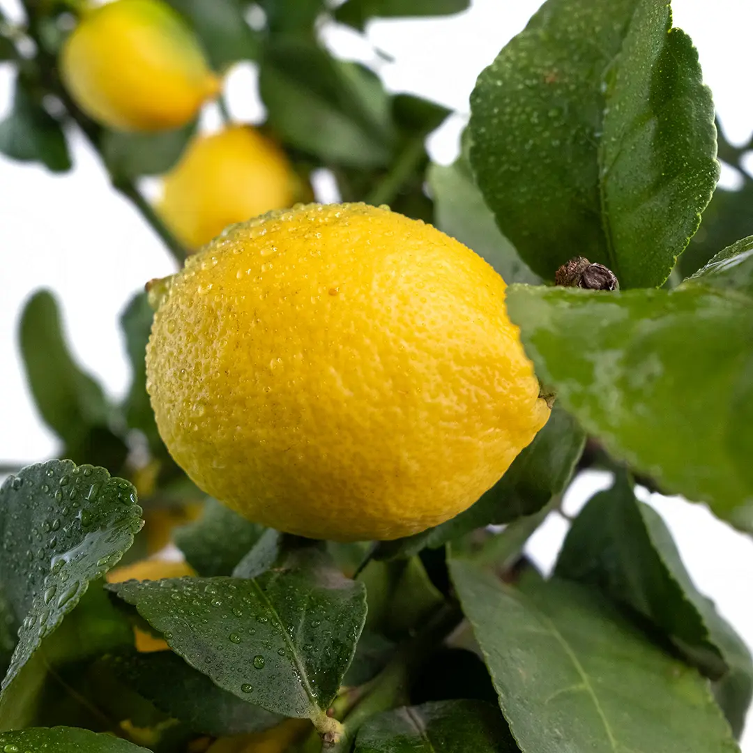 Лимон Фемминелло Инкаппуччиато / Lemon Femminello Incappucciato — цитрусовое растение, детальное фото
