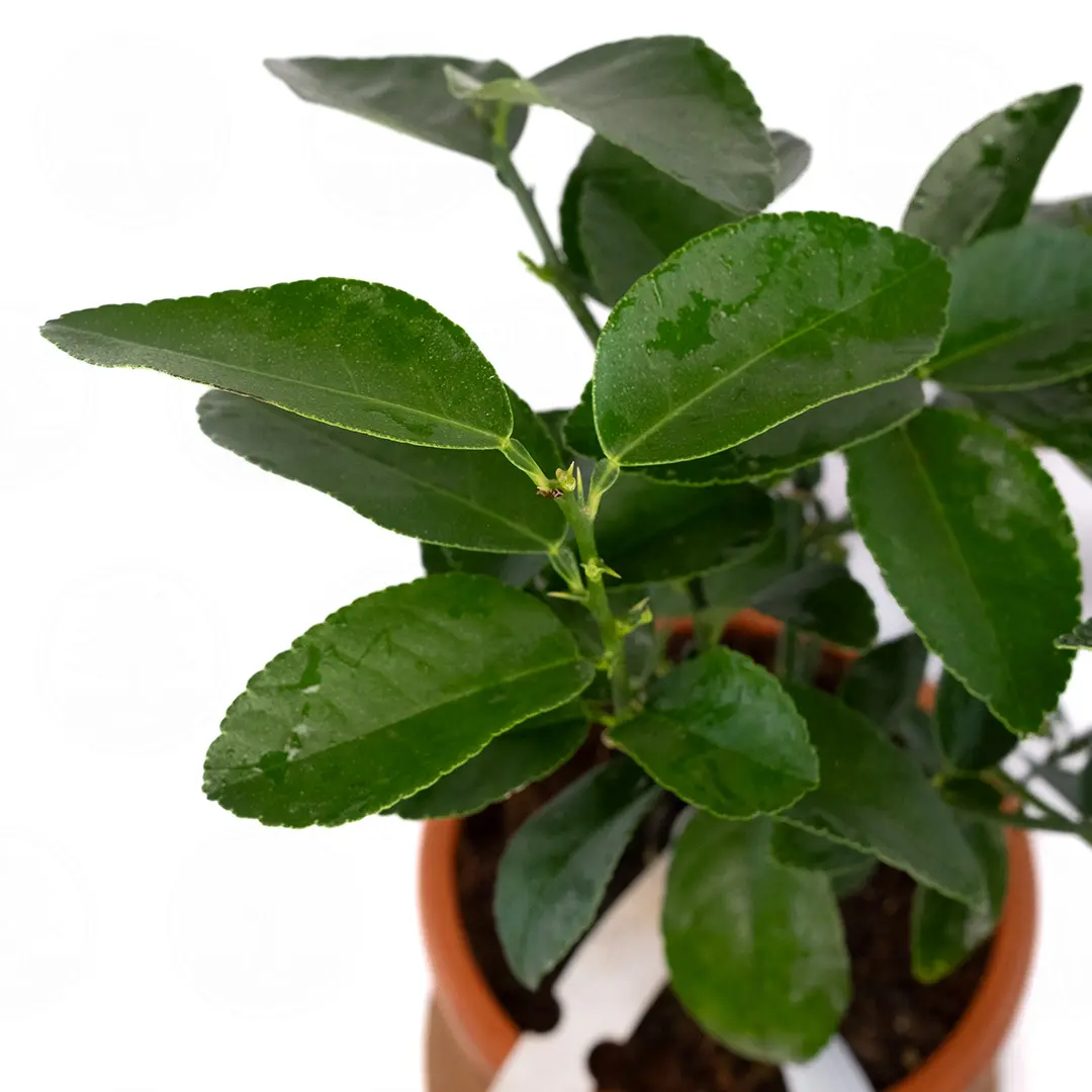 Лайм Неаполитанский / Lime Neapolitanum — цитрусовое растение, детальное фото
