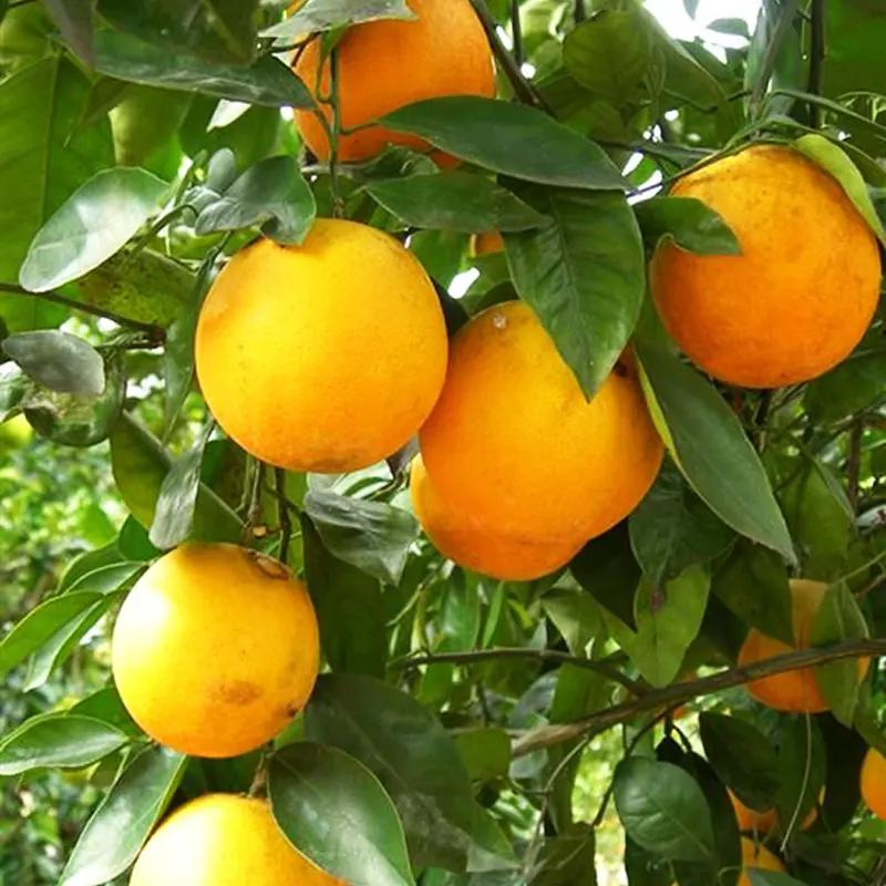 Апельсин Хамлин / Orange Hamlin — цитрусовое растение, детальное фото
