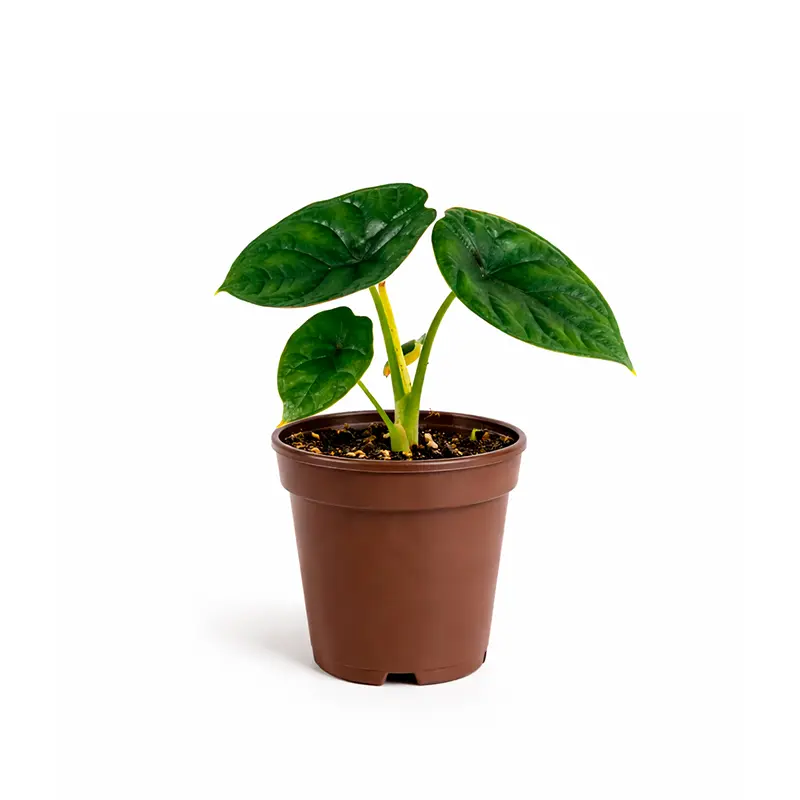 Alocasia Aegis листья