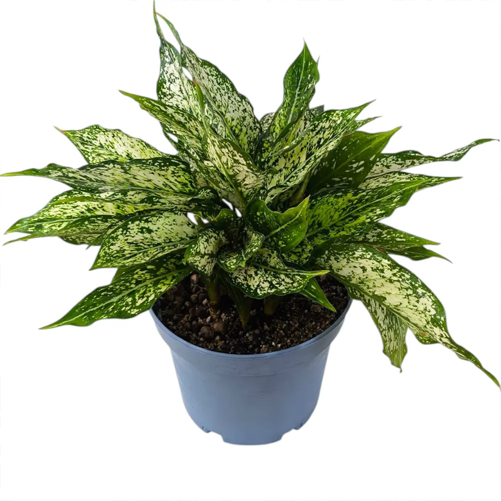Аглаонема "Сноу Уайт" / Aglaonema "Snow white" купить
