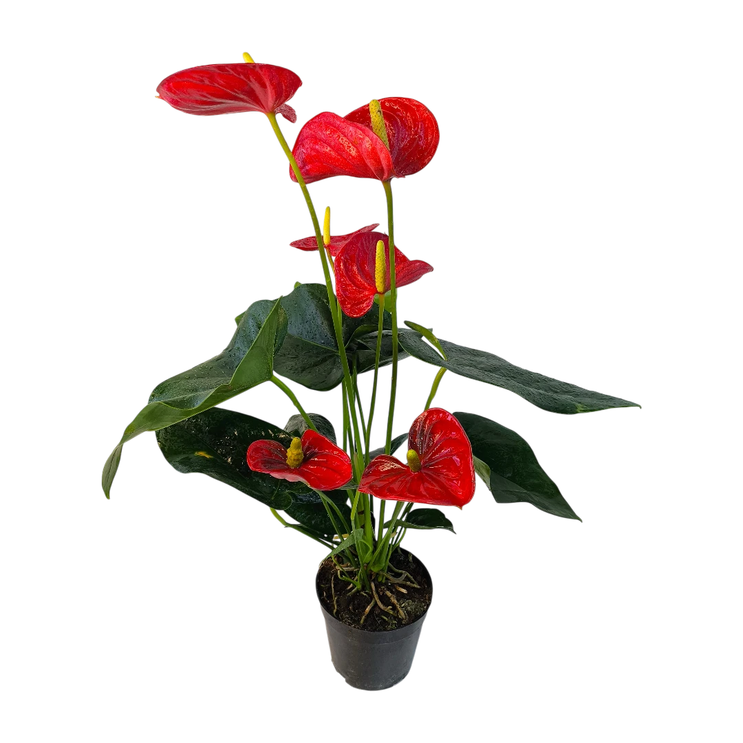 Антуриум Андреанум Валера / Anthurium Andreanum Valera купить
