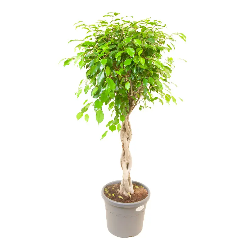Фикус benjamina 'Exotica' twisted stem купить