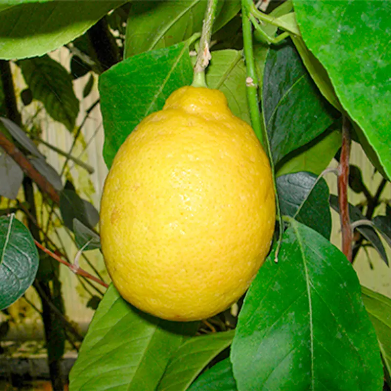 Лимон Новогрузинский / Lemon Novogruzinsky — цитрусовое растение, детальное фото
