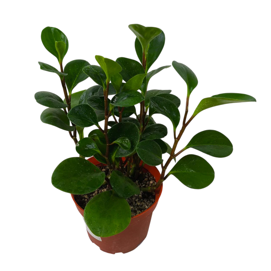 Пеперомия обтусифолия / Peperomia Obtusifolia купить