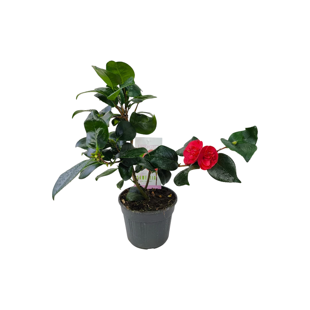 Камелия японская Леди Кэмпбелл / Camellia japonica Lady Campbell купить