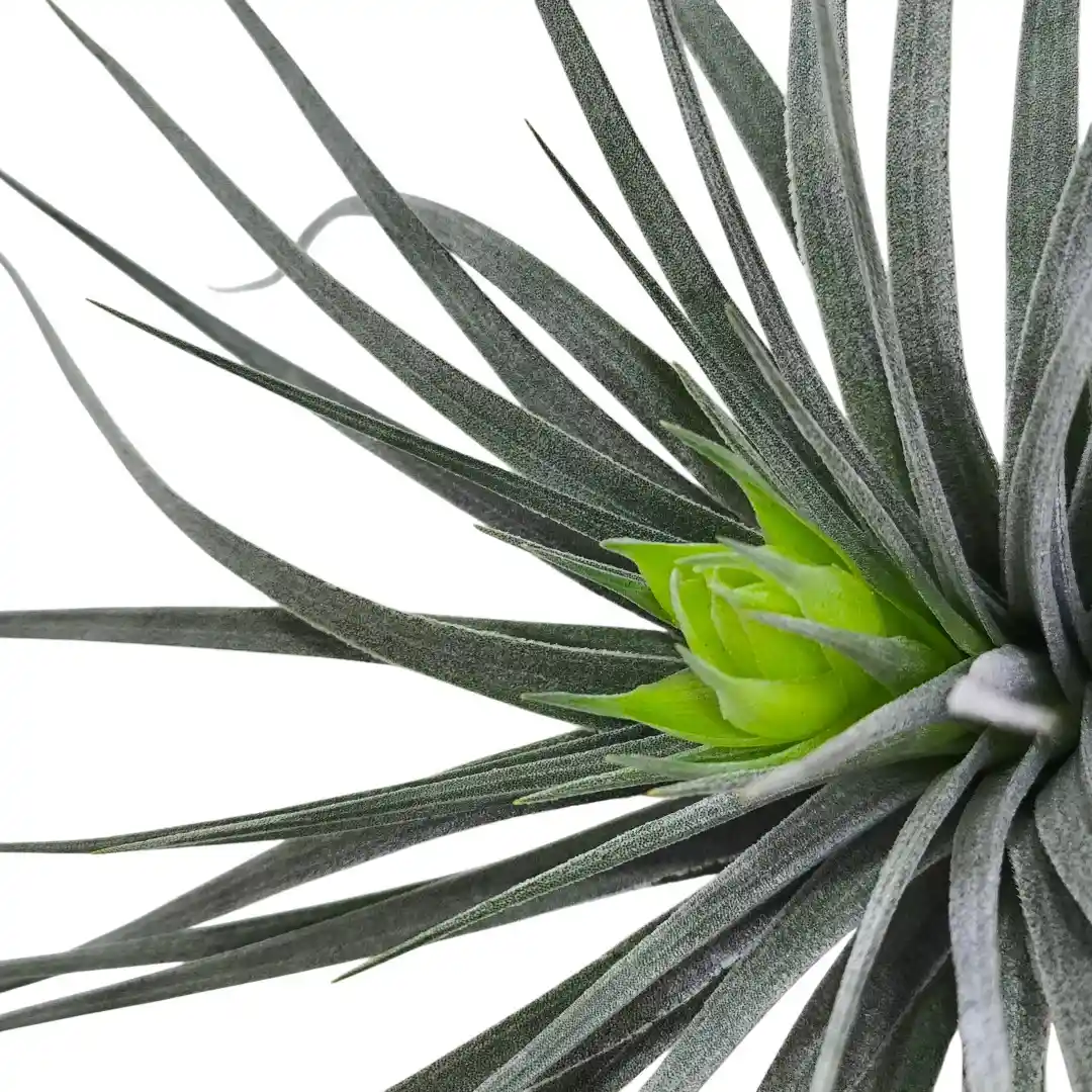 Тилландсия атмосферная / Tillandsia cyanea купить