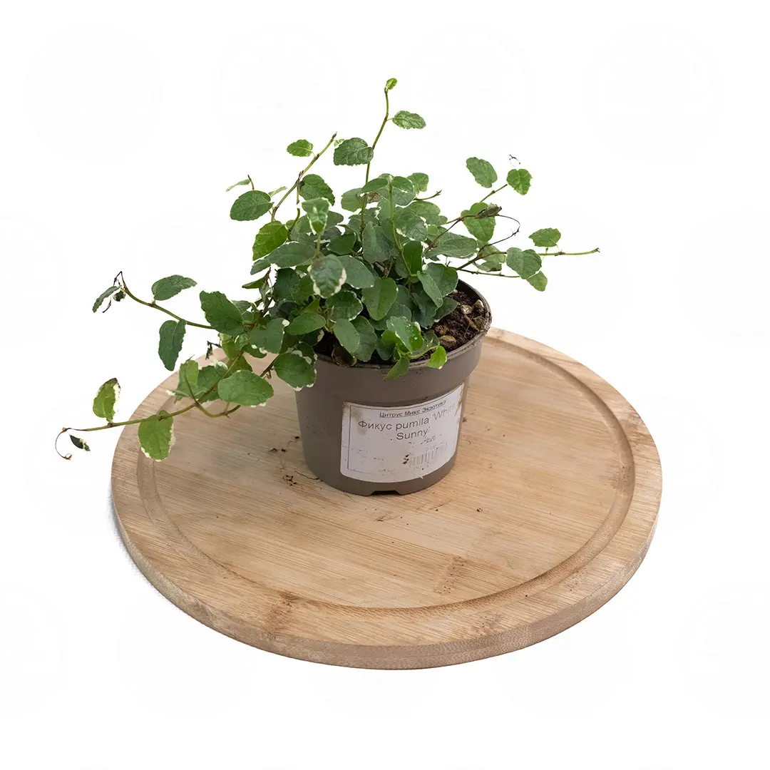 Фикус Пумила Вайт Санни /Ficus pumila White Sunny купить