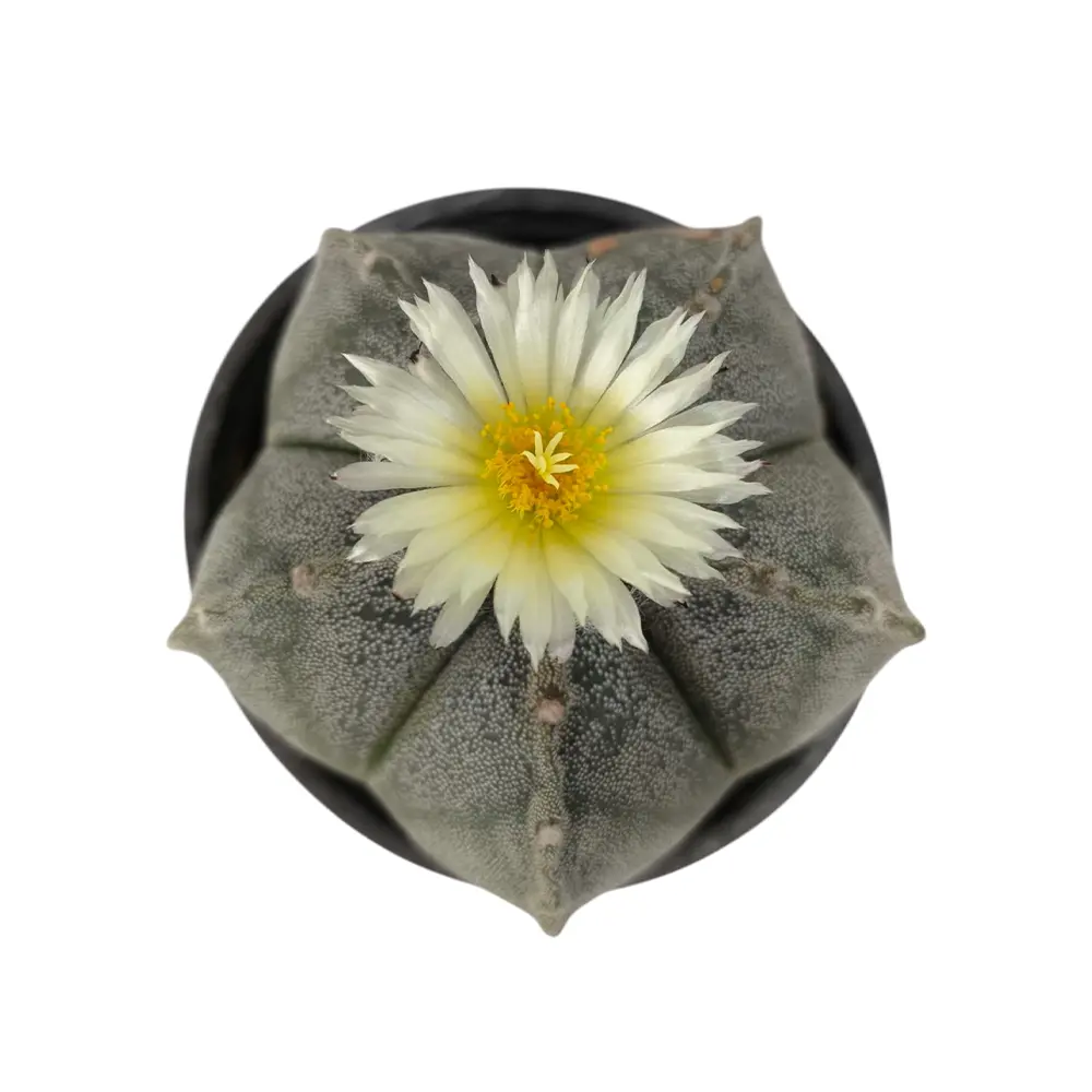 Астрофитум / Astrophytum Ornatum купить