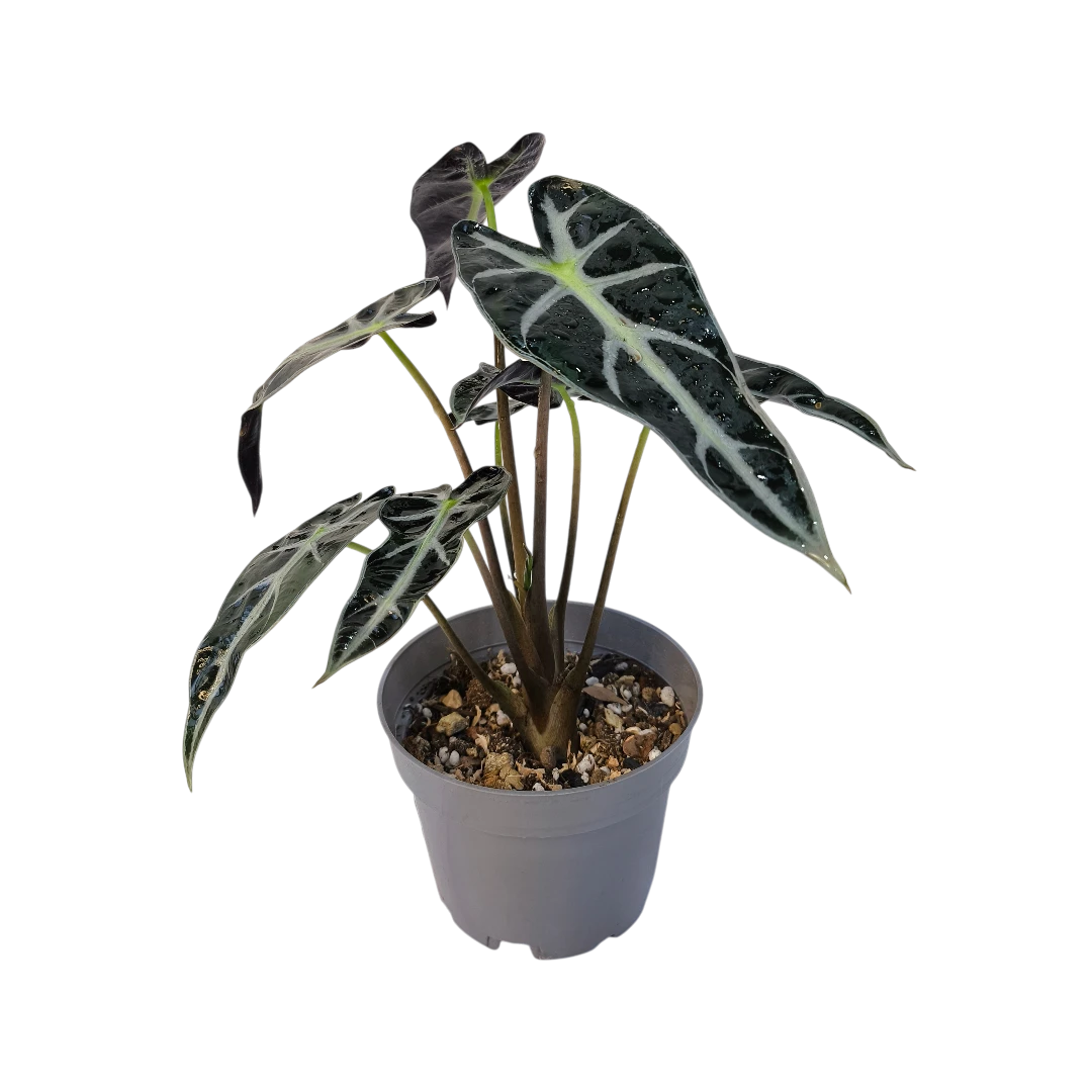 Алоказия Бамбино / Alocasia Bambino/Arrow купить