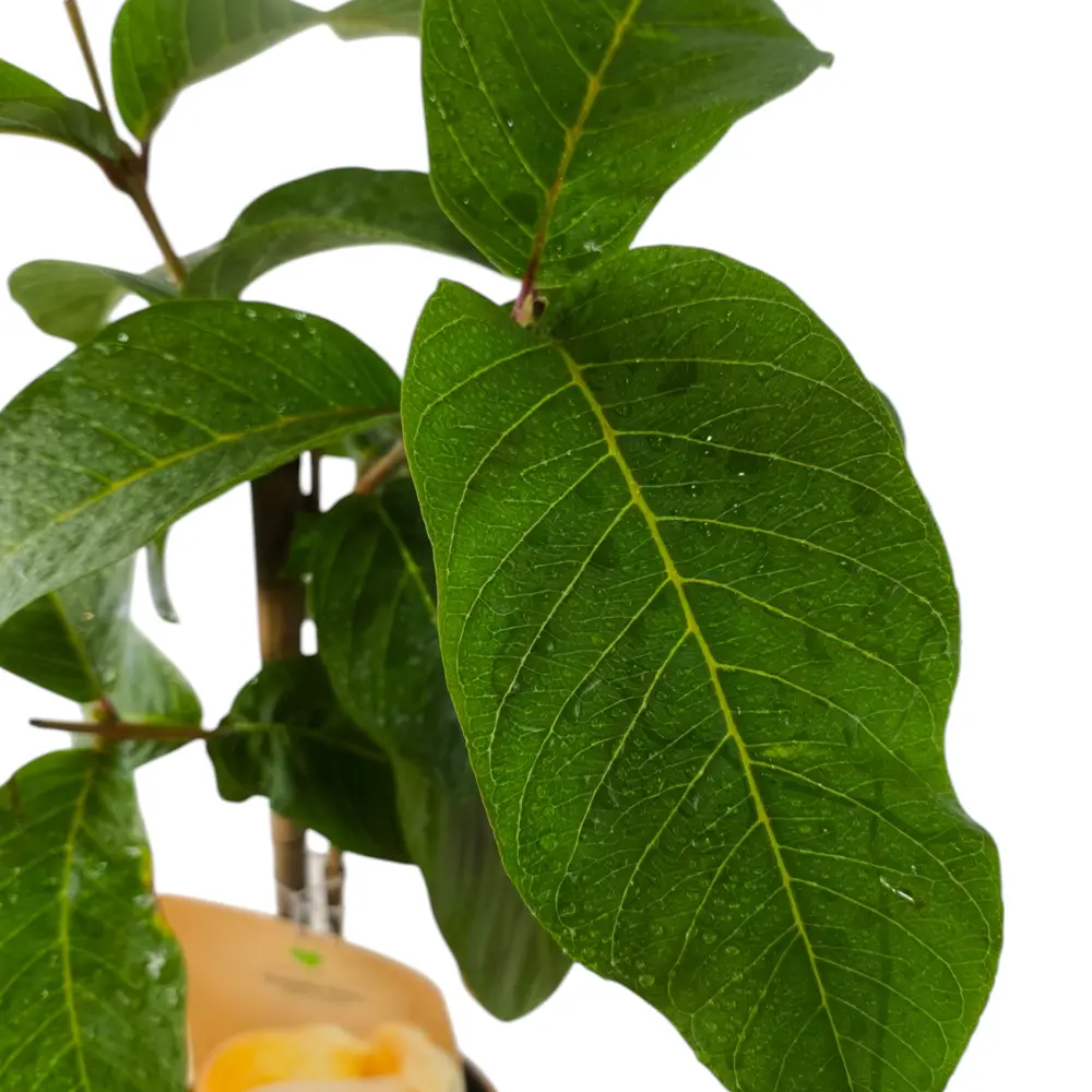 Гуава Лимонная / Psidium Lemon