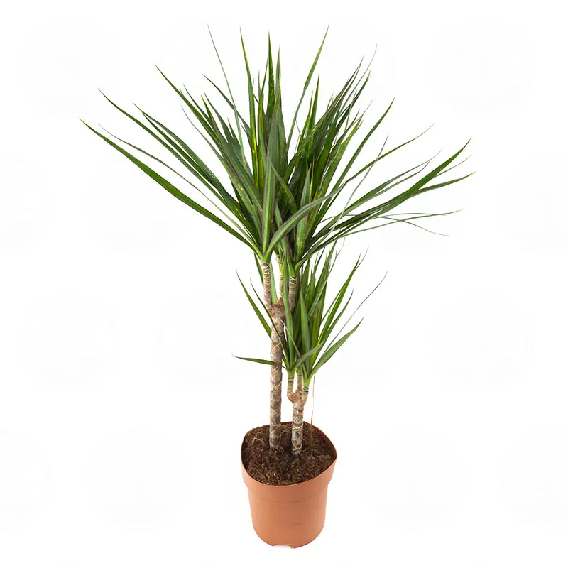 Драцена Маргината / Dracaena Marginata купить