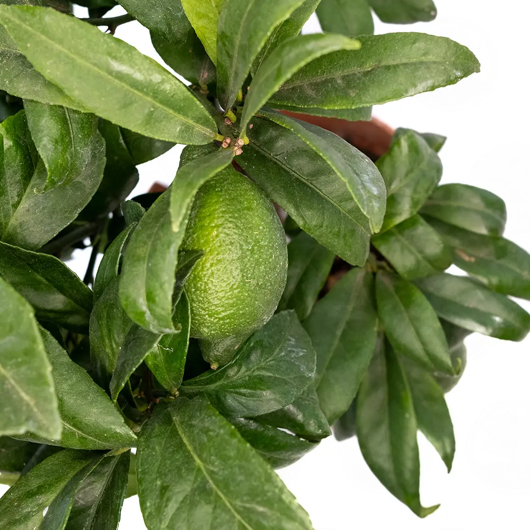 Лимон Салицифолия иволистный / Lemon Salicifolia — цитрусовое растение, детальное фото
