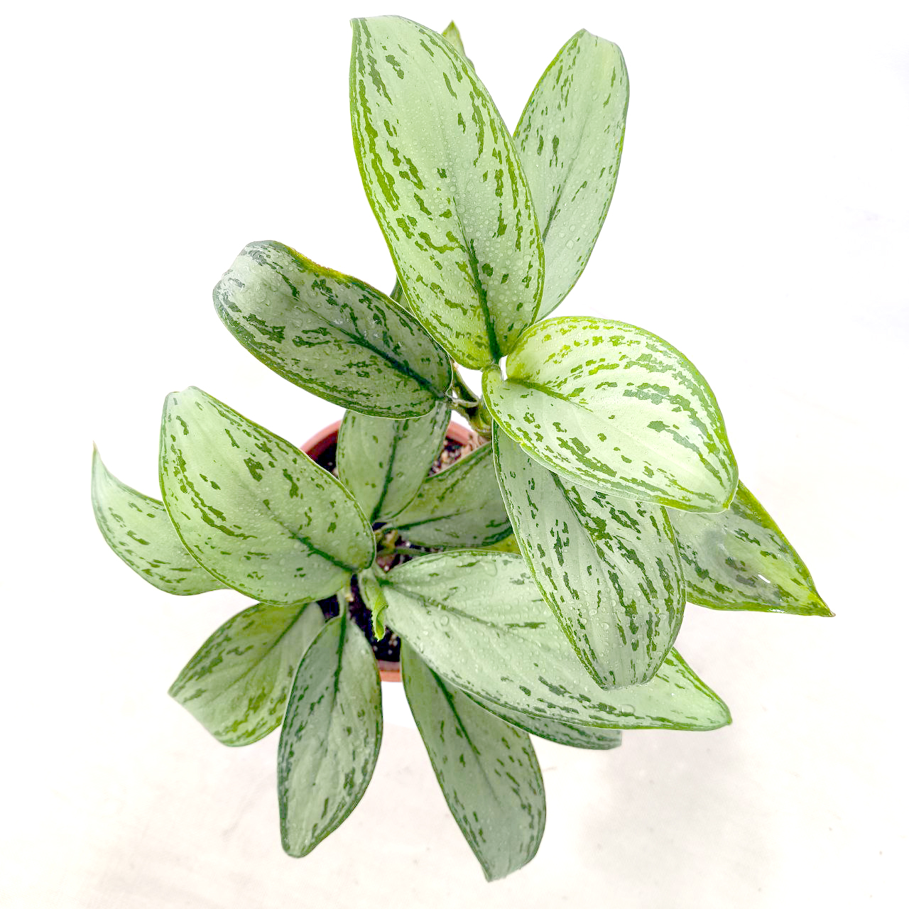 Аглаонема Сильвер Квин / Aglaonema Silver Queen купить