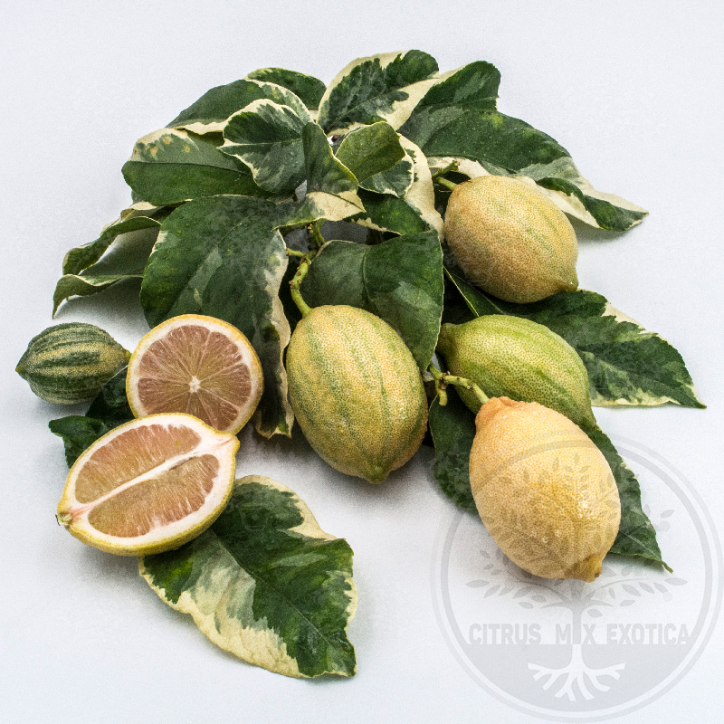 Лимон пестрлистный красный — цитрусовое растение, детальное фото
