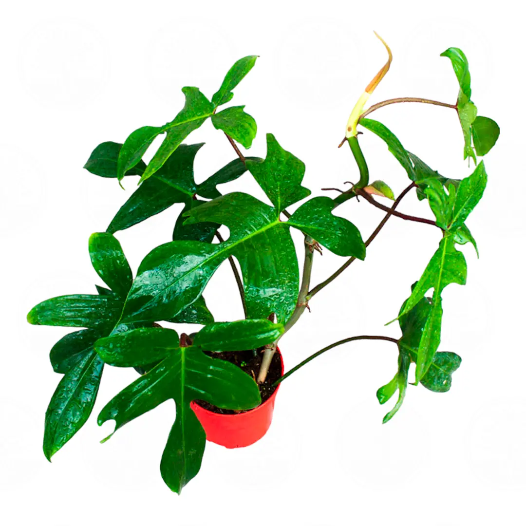 Филодендрон стоповидный / Philodendron pedatum купить