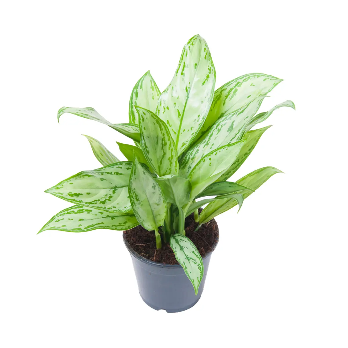 Аглаонема Сильвер Квин / Aglaonema Silver Queen купить