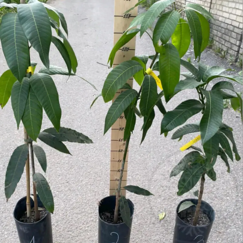 Манго Остин / Mangifera indica Osteen