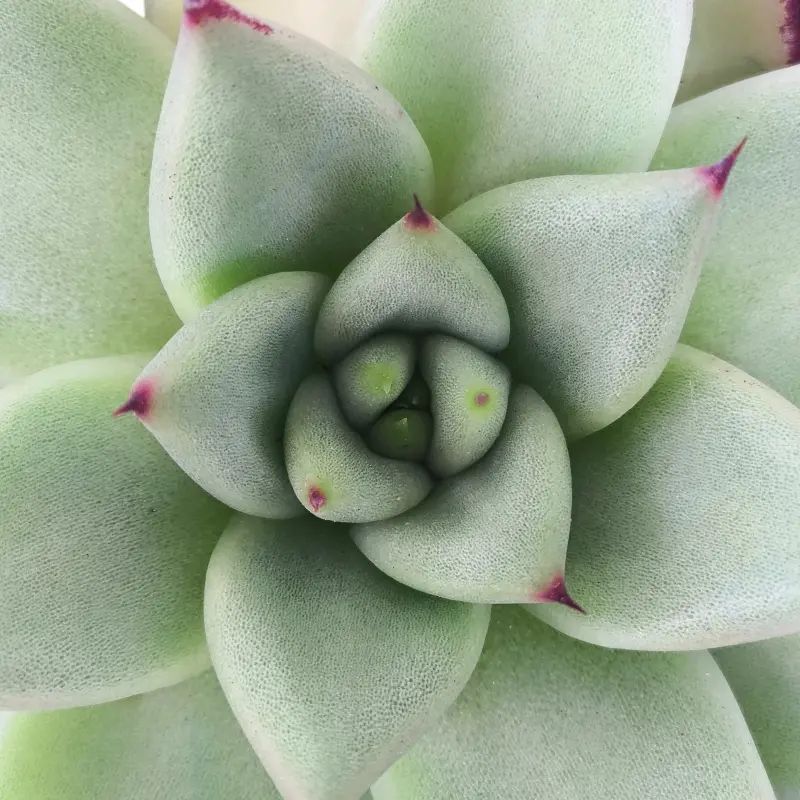 Эхеверия Блэк Кристал / Echeveria Black Crystal купить