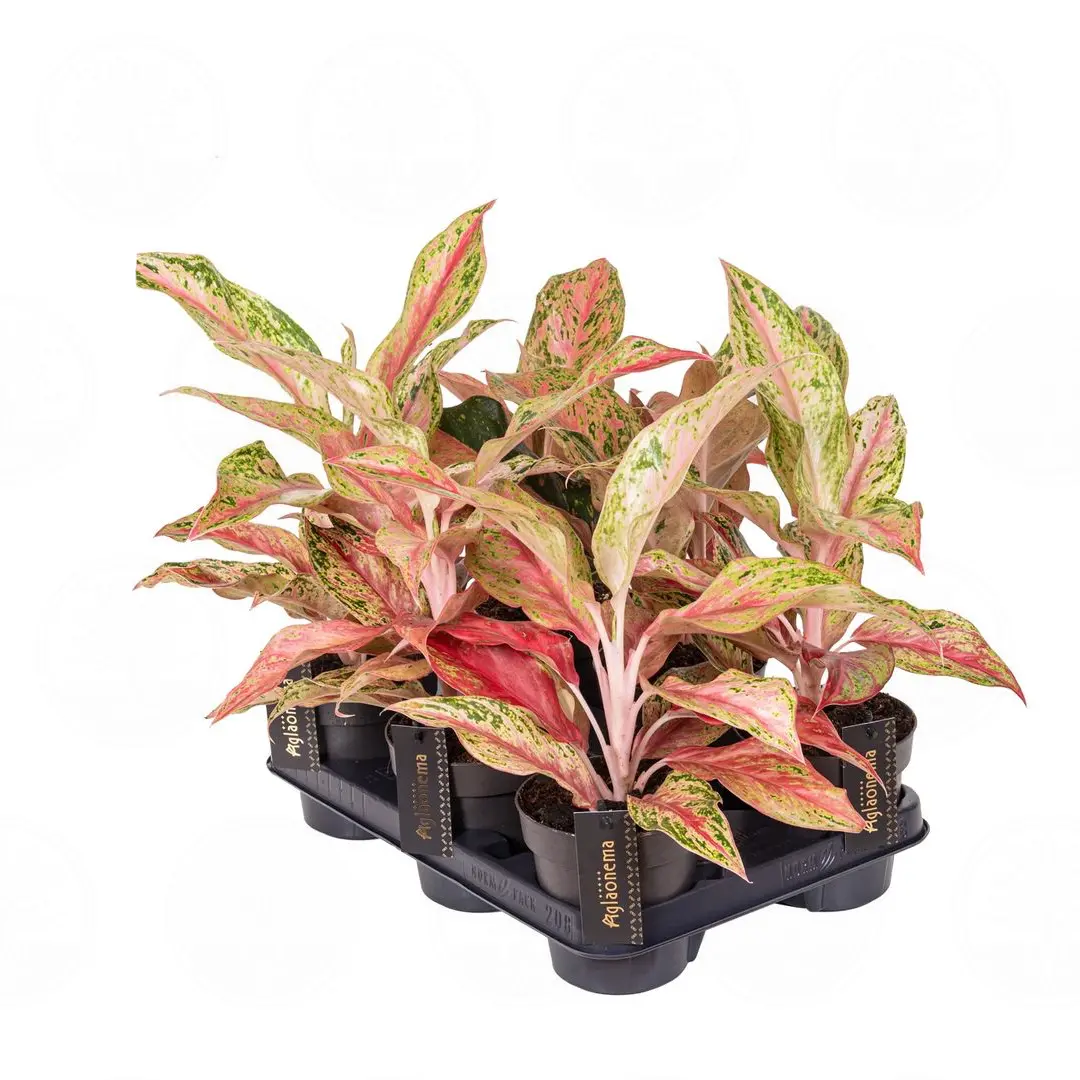 Аглаонема Тай Ред,Тайланд Рэд/ Aglaonema Thai Red, Tailand Red купить