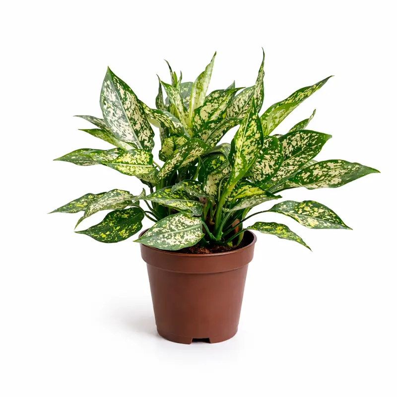 Aglaonema Emerald зелёные листья