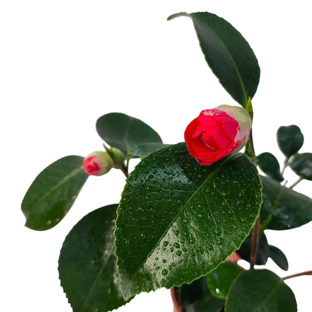 Камелия микс / Camellia Japonica Mix купить