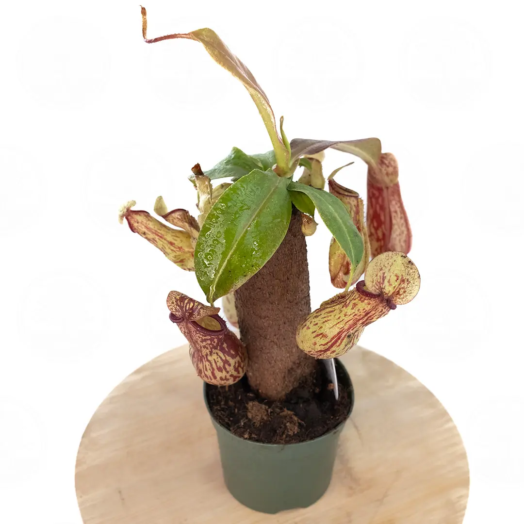 Непентес / Nepenthes купить