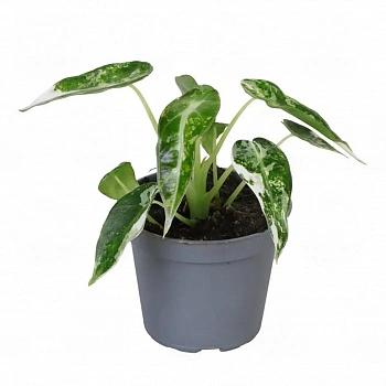 Алоказия BAMBINO VARIEGATA