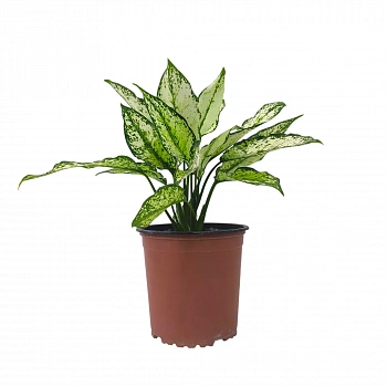 Аглаонема Вайт Мун /Aglaonema White Mun