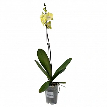 Фаленопсис Король Обезьян / Phalaenopsis 'Monkey King' 1 ств
